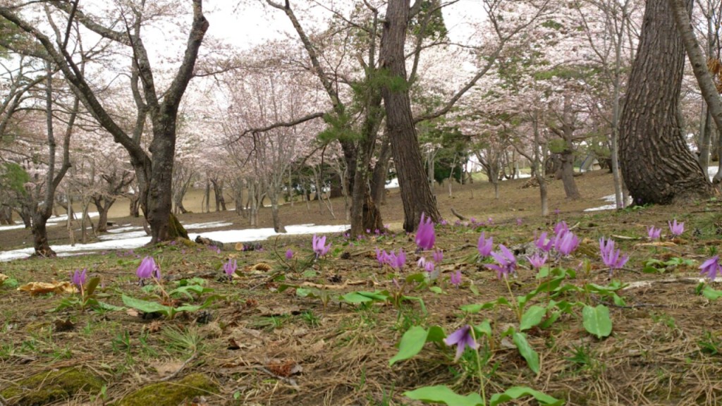 五月の桜林　dairoku
