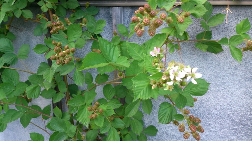 2015 6月 dairoku blackberry