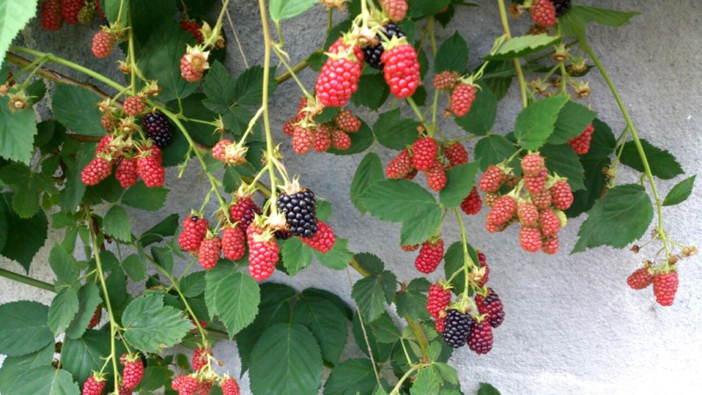 dairoku 2015 berry