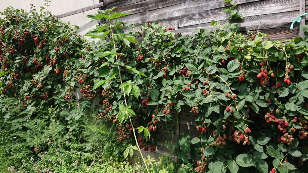 dairoku 2019 7 black berry