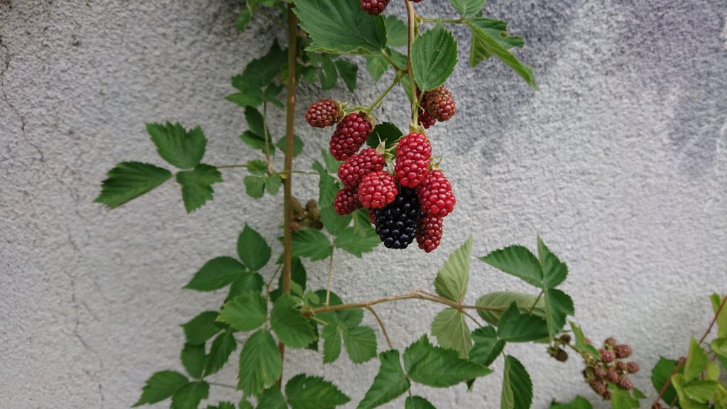 dairoku 2020 7 black berry
