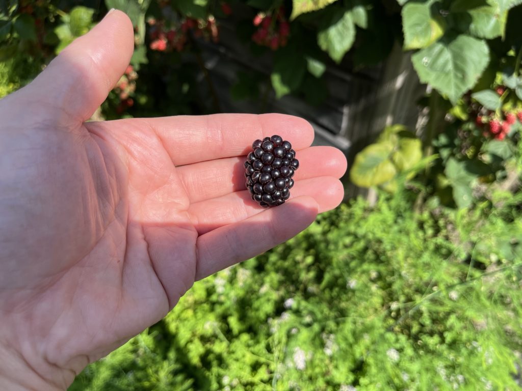 dairoku 2023 8 blackberry